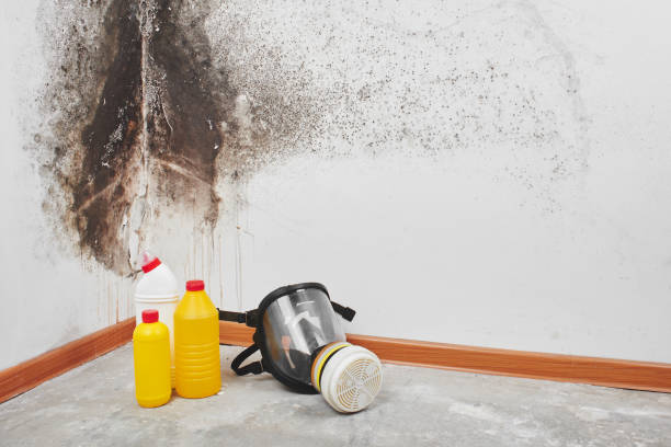 Best Black Mold Removal  in Reedley, CA