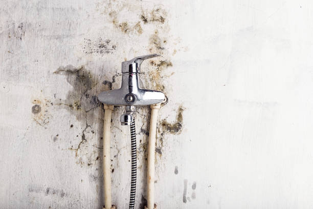 Best Fast Mold Removal  in Reedley, CA