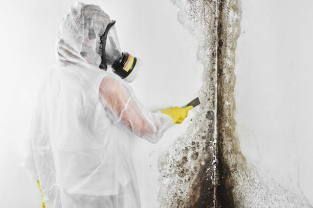 Best Mold Damage Repair  in Reedley, CA