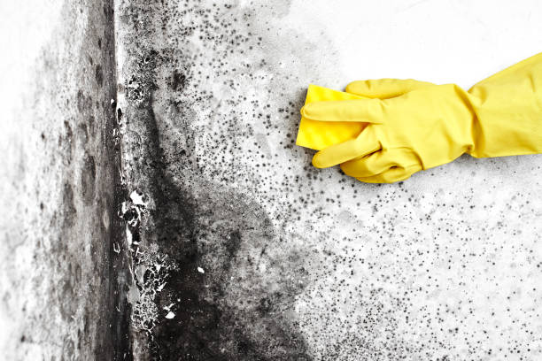 Best Commercial Mold Removal  in Reedley, CA