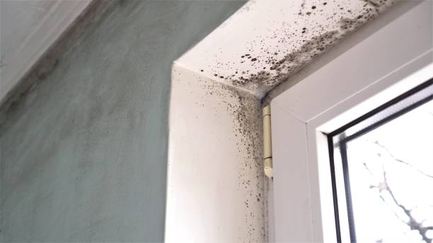 Best Same-Day Mold Removal  in Reedley, CA