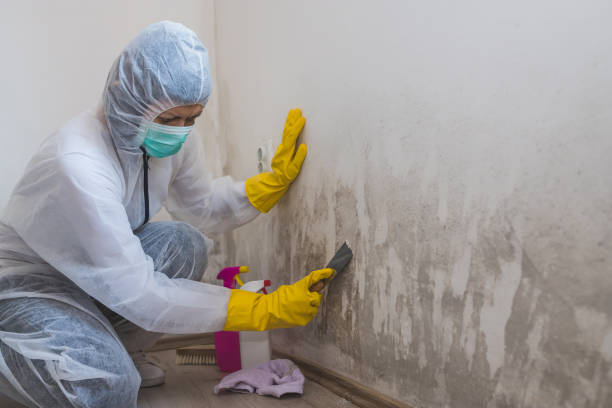 Professional Mold Removal in Reedley, CA