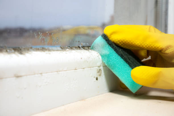 Best Same-Day Mold Removal  in Reedley, CA