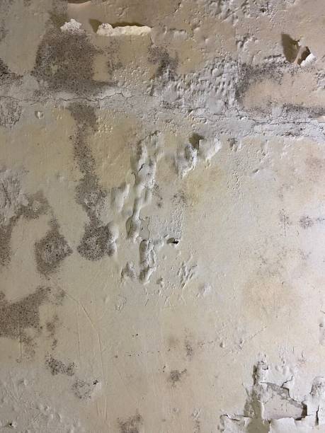 Best Emergency Mold Removal  in Reedley, CA