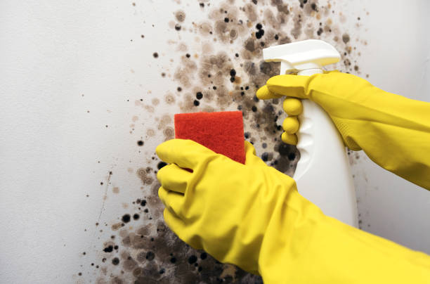 Office Mold Removal Services in Reedley, CA