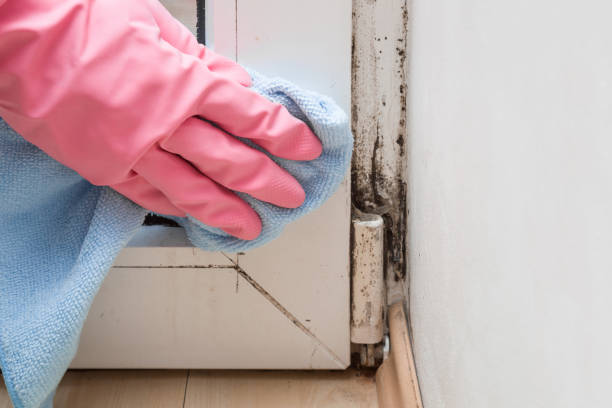 Best Commercial Mold Removal  in Reedley, CA