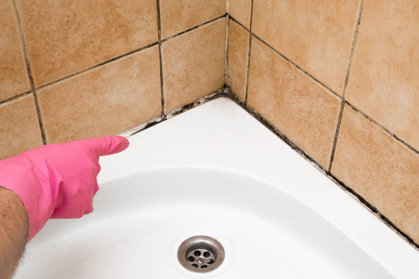 Best Best Mold Removal Companies  in Reedley, CA